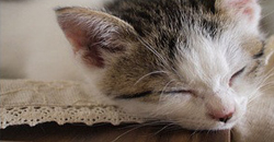 天天都需要的　療癒小貓咪日曆CalennyaLite CalennyaLite、貓咪