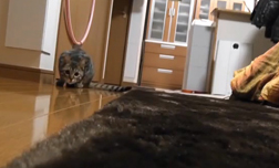 休想從我手中得分！天才足球守門貓登場 貓咪、影片、Goalkeeper Cat