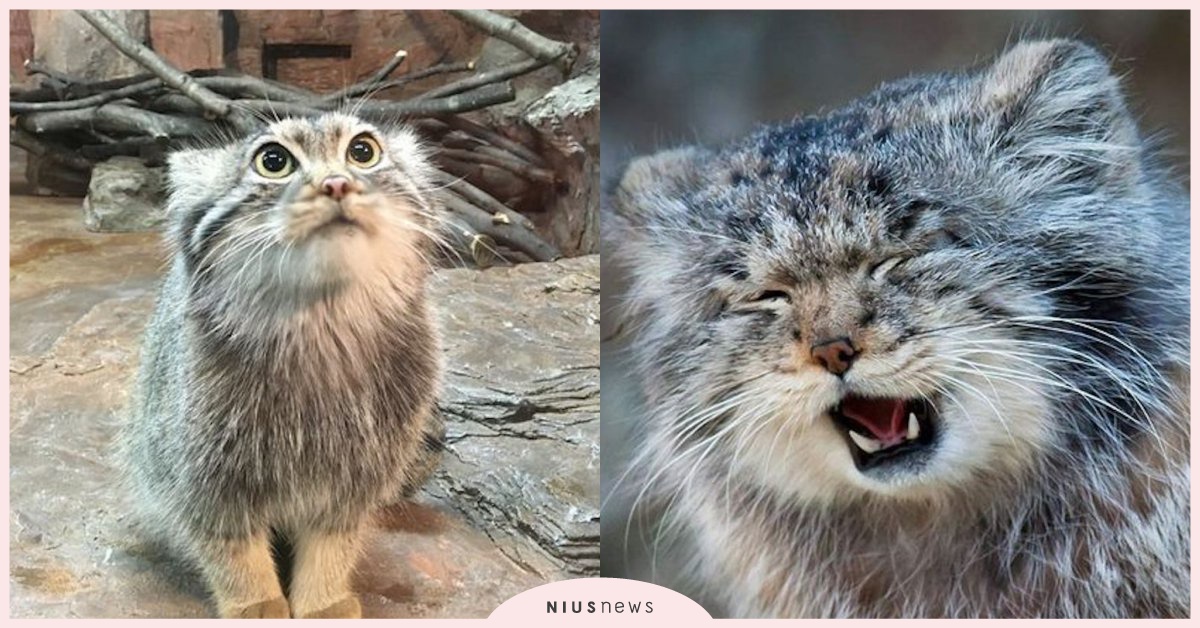 貓界表情帝是你！瀕危動物「兔猻」毛茸茸小短腿萌翻天！ 兔猻、貓、表情帝、小短腿、萌萌的