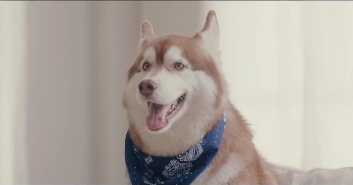 跨越物種愛上你 泰國廣告、除塵拖把、毛、狗