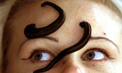 誰敢來挑戰？！濕軟黏滑水蛭療法 醫療、中世紀、古代、水蛭、螞蝗