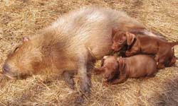 母愛無界限！水豚媽媽收養狗寶寶    溫馨、水豚、領養、動物