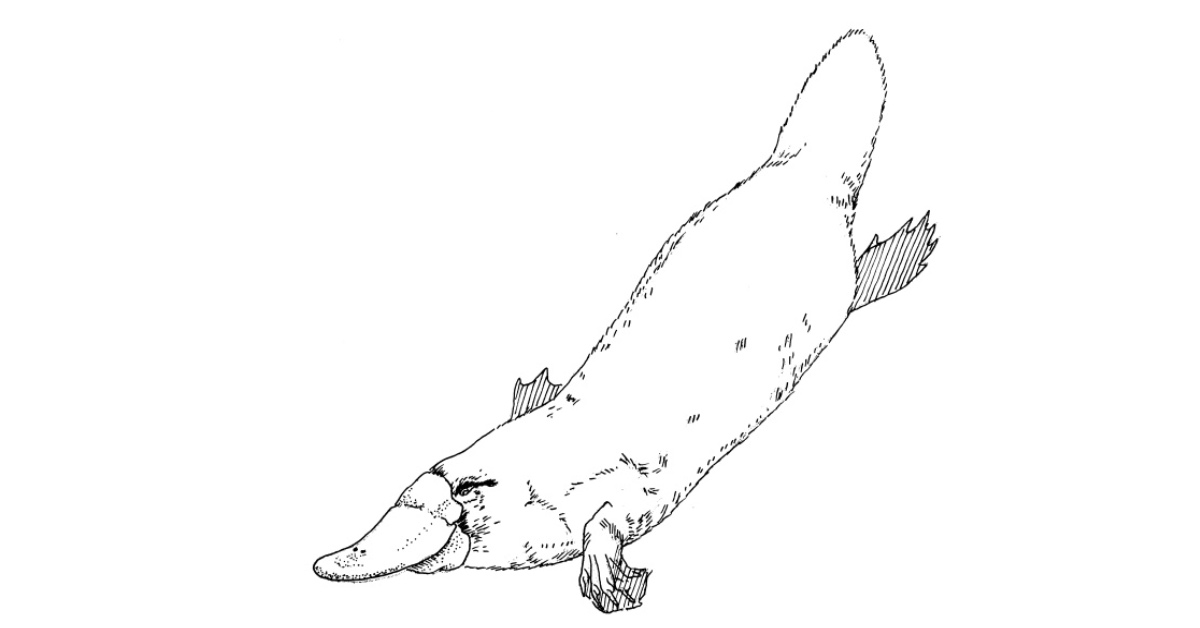 小心鴨嘴獸！《毒生物圖鑑》書摘轉載：長槍武士 | 妞書僮 鴨嘴獸、毒生物圖鑑、中毒、動物、生物、讀讀書