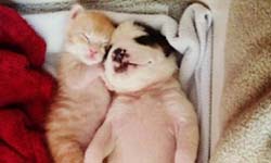 芒果與奶昔  絕配組合的貓狗好朋友 狗狗、貓咪、動物、領養、萌