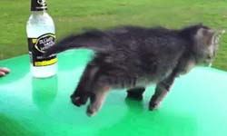 想不到貓也有這天！貓咪失足瞬間大公開 貓咪、出糗、爆笑、好笑