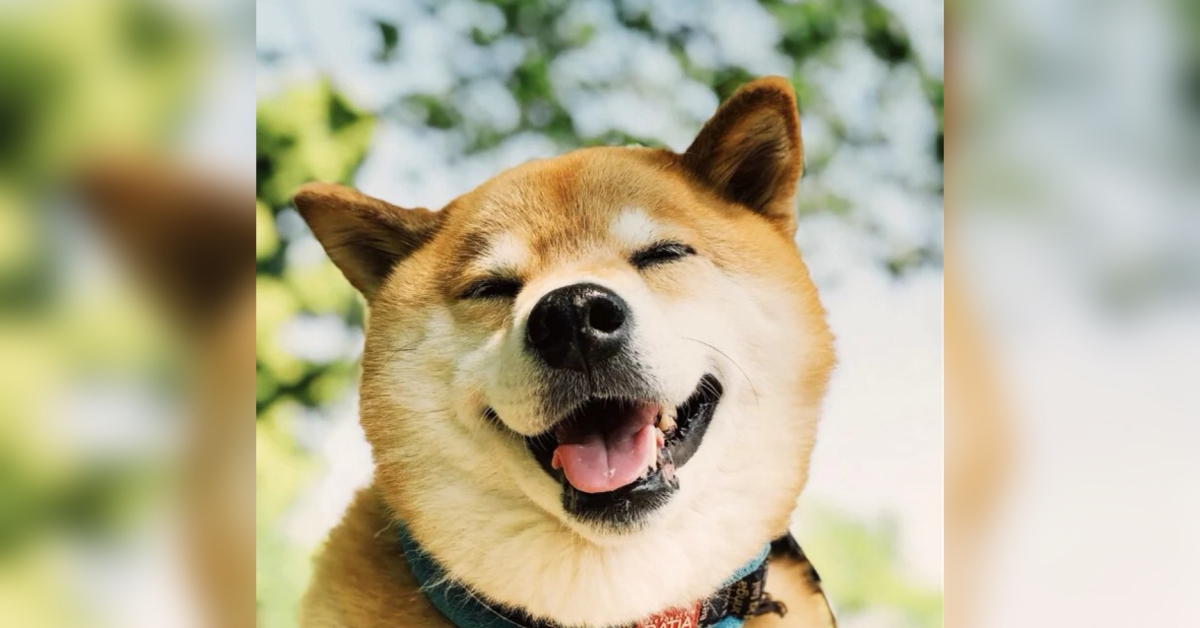 「柴犬MARU」特別展覽將於澀谷LoFt舉辦 柴犬MARU、