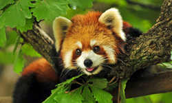 小熊貓終於醒了！可愛小熊貓跟大家Say Hi! 小熊貓、動物、萌、可愛