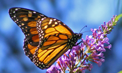 蝴蝶翩翩飛舞  DIY蝶翼指彩 美甲、指彩、DIY、流行、教學、蝴蝶、漸層