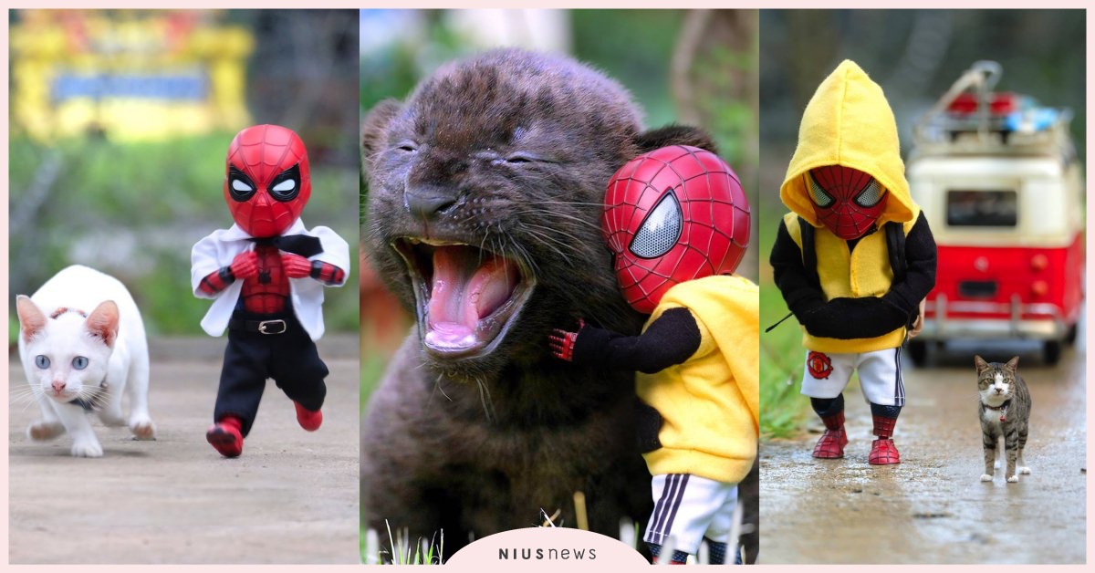 賣玉蘭花或鋪水泥都難不倒他！「蜘蛛人與貓朋友」的搞笑日常療癒11萬人心 泰國、蜘蛛人、創意、貓、狗、公仔、攝影、寫真
