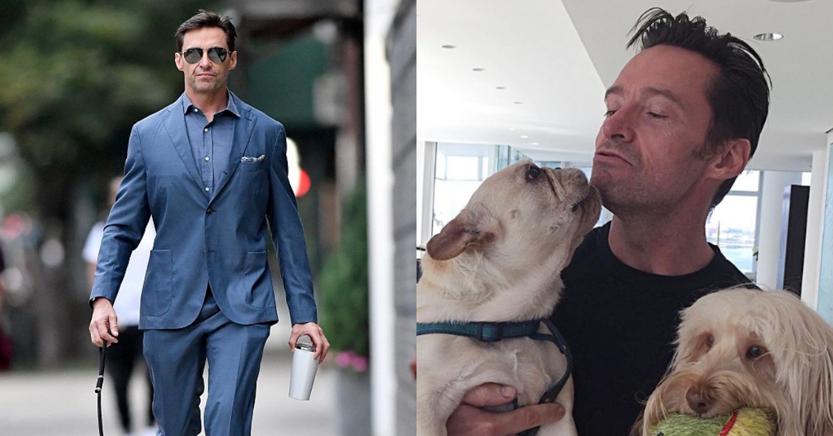 金鋼狼請收下我的心！休傑克曼挺拔穿西裝遛法鬥，這畫面帥到你不敢看！ 休傑克曼、法鬥、金鋼狼、全球公民節