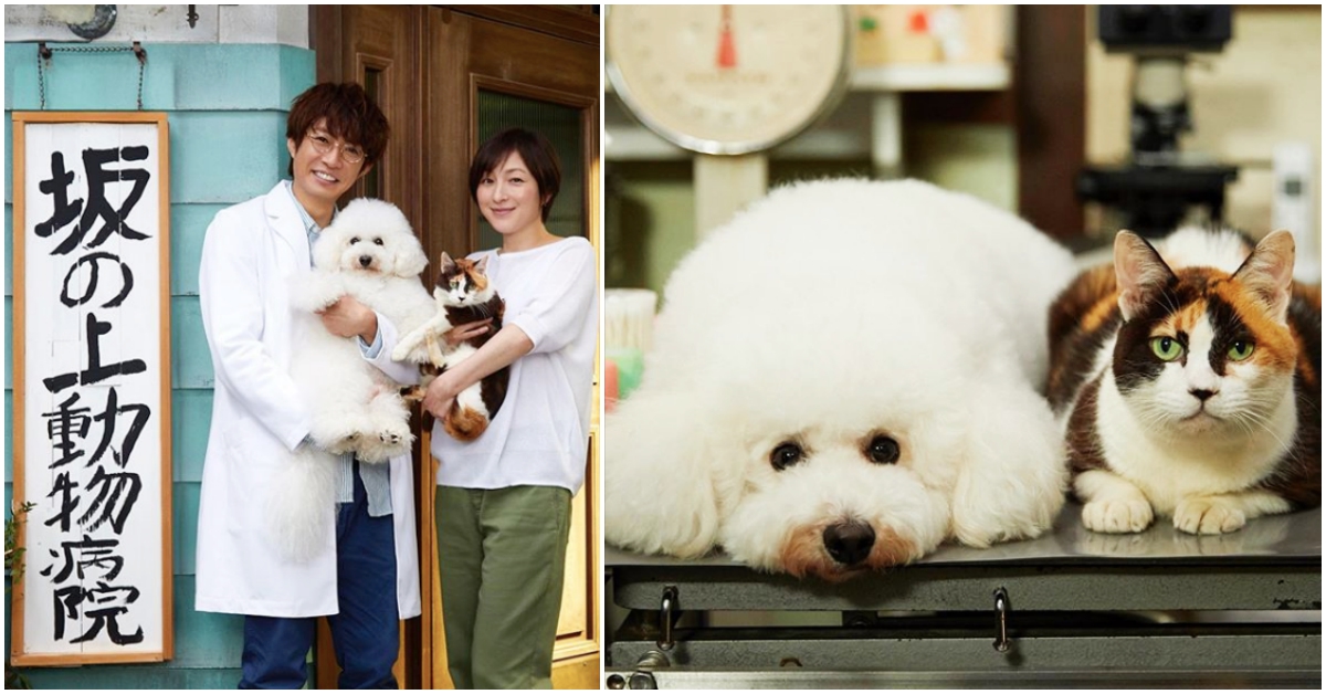 毛孩萌樣完勝傑尼斯偶像！「相葉雅紀為戲穿醫師白袍」人氣卻不敵比熊犬 我與尾巴與神樂坂、真人化日劇、相葉雅紀、嵐、小瀧望、johnny's WEST、廣末涼子、比熊犬、三毛貓、秋季日劇推推