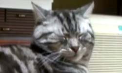 誰說貓無情？東大研究證明貓咪一片丹心！ 貓咪、萌、東京大學、研究、實驗、好點子