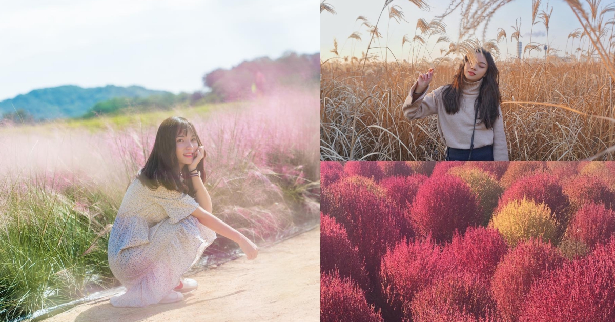韓國首爾近郊「2大超夢幻賞草點」波波草、粉黛亂子草一起沈浸在浪漫粉紅海♡ 韓國、首爾、波波草、掃帚草、粉黛亂子草