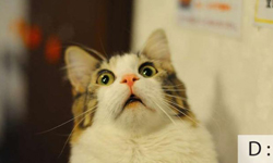 上網走跳不可不知！從哭哭到啾咪 ─ 貓咪顏文字大全 貓咪、顏文字、表情符號、網路文化