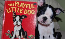 不要學我！和分身合照的小動物特輯 動物、萌