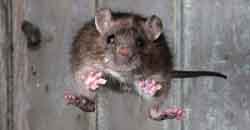 這麼巧！可愛動物們的逗趣一瞬間 哺乳動物協會