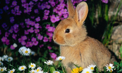 春神來了怎知道？秒殺你心的超萌小動物現身囉！ 動物、可愛、萌、