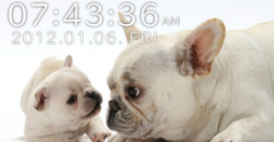 狗狗也要有特輯　汪汪實用App特蒐    狗狗、App、可愛