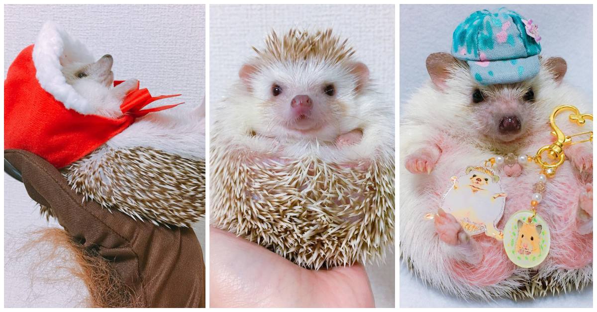 手作服飾超可愛！「萌萌小刺蝟時裝秀」整個城市都是牠的伸展台♡ 刺蝟、寵物、手作服飾.寵物配件、日本