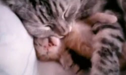 天下父母心！為母則強的媽媽守則    母親節、母親、動物、溫馨、影片