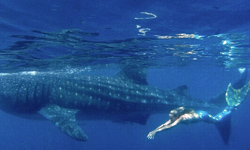 和鯨豚一起Under the Sea! 真人版美人魚遊世界 Linden Wolbert、小美人魚、美人魚、保護地球、環保議題、新奇