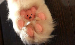 萌死人類之外還能幹嘛？意外有用的貓肉球使用指南 貓咪、肉球、肉墊、貓肉球、Maru