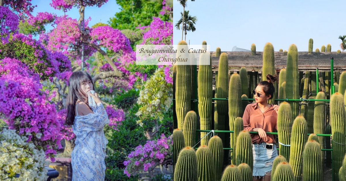 小仙女必收藏！「九重葛花園、仙人掌村」田尾網美打卡點一次Get♡ 彰化、田尾、輝豐園藝、農村仙人掌園、九重葛、仙人掌、打卡、網美