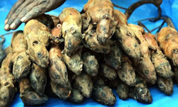 不怕你會餓就怕你不敢！怪食物大集合    怪食物、炒狼蛛、樹蟲、炒蟬、旺雞蛋