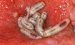 拿活人餵蛆？！吃你吃飽飽之蛆療法 蛆、恐怖、噁心、詭異、蟲