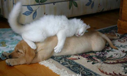 以天為帳，以狗為床！把狗當床睡的貓大爺特輯 貓咪、狗、動物、可愛動物