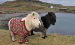 動物也可以當觀光大使！短腿馬穿新衣歡迎您光臨 代言、動物、蘇格蘭、矮種馬、Shetland pony