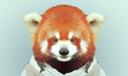 動物也要衣裝  動物們的時尚大頭貼 動物、時尚、大頭貼、Yago Partal、熊貓