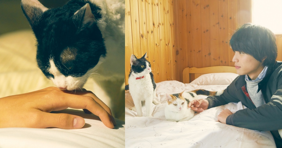 這不是離開～是我們下一次相逢的開始！你我的邂逅已烙印在彼此心中！ 旅貓日記、電影、福士蒼汰、日本、感人