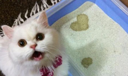 憋尿會死？！噓... 告訴你尿液的18個小秘密 知識、尿、尿液、影片