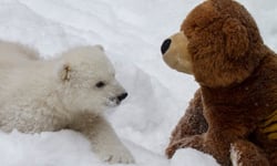 可愛大PK之當真熊遇上假熊 動物、熊、北極熊、泰迪熊、可愛動物