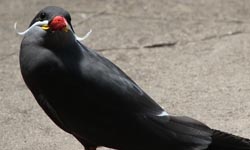 鳥類也要紳士的品格！印加燕鷗的迷人小白鬍 印加燕鷗Inca Tern、動物、鳥、萌、鬍子