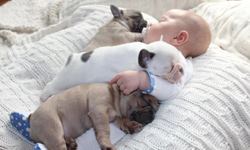 居家必備天然暖暖包？把狗狗當被子蓋的小寶寶 動物、寶寶、嬰兒、小孩、鬥牛犬