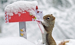 我後院就是你家！松鼠的愜意生活日記 動物、松鼠、攝影、Nancy Rose、Mr. Peanuts