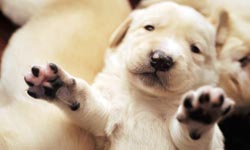 新生兒的喜悅  出生三週的狗寶寶攝影    狗寶寶、萌、Traer Scott