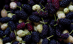 紅橙黃綠藍靛紫　七彩水果打造美肌女孩 水果、保養、營養素、紅石榴、天堂水果