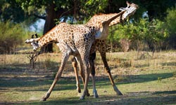 長頸鹿舞動奇蹟？是爭風吃醋大打出手啦！    動物、爭風吃醋、打架、長頸鹿