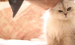 幕後追追追 貓演員們不為人知的秘辛 貓咪、動物、演員、幕後、訓練