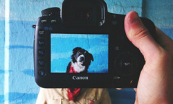 什麼人養什麼狗！人寵合一寵物頭計畫Petheadz   攝影、動物、Petheadz、Zachary Rose、可愛動物