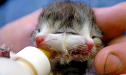 兩個腦袋一個身體 雙頭雙面小貓咪 雙面、雙頭、貓咪、萌、動物