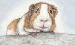 就愛這款圓圓肥肥的！超萌天竺鼠    天竺鼠、插畫、萌、動物