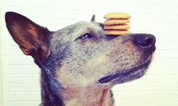 靠頭頂吃飯？平衡感超強狗狗Jack的無敵頭頂功 狗、動物、可愛動物