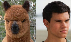 明星臉vs.動物臉相似度大匹配 電影、戲劇、綜藝、男星、女星