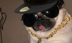 森林恐怖份子！有混幫派的小動物們 小動物、搞笑、幫派、黑幫、黑道