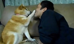 柴犬教你對抗性騷擾！柴柴的變態應對小教室    柴犬、影片、性騷擾、kuso