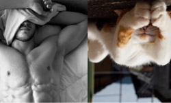 眼睛好忙！吸睛指數百分之兩百的帥男與帥貓大補帖 帥哥、貓咪、可愛、性感、猛男